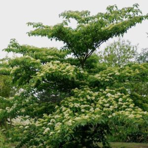 Pagodafa (Cornus controversa 'Pagoda')