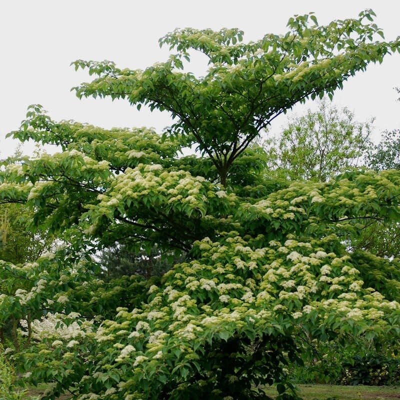 Pagodafa (Cornus controversa 'Pagoda')