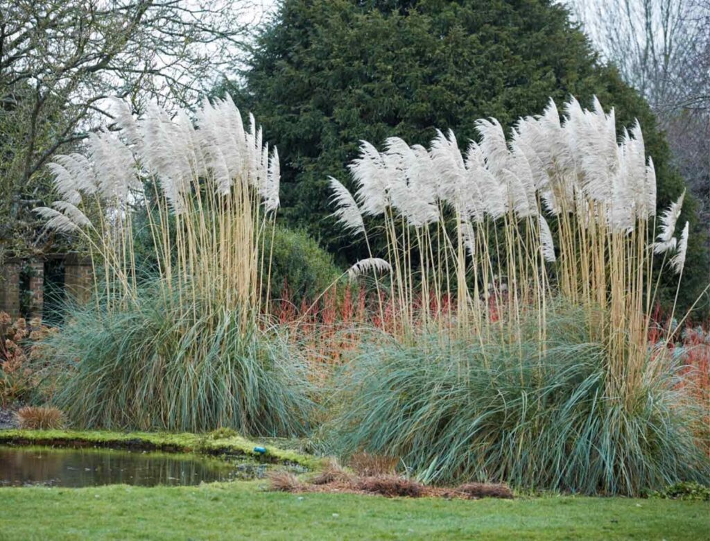 Pampafű (Cortaderia selloana)