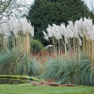 Pampafű (Cortaderia selloana)