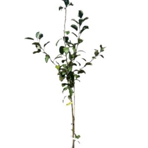 Pándy 48 meggy (Prunus cerasus 'Pándy 48')