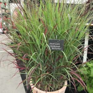 Panicum virgatum 'Oxblood Autumn'