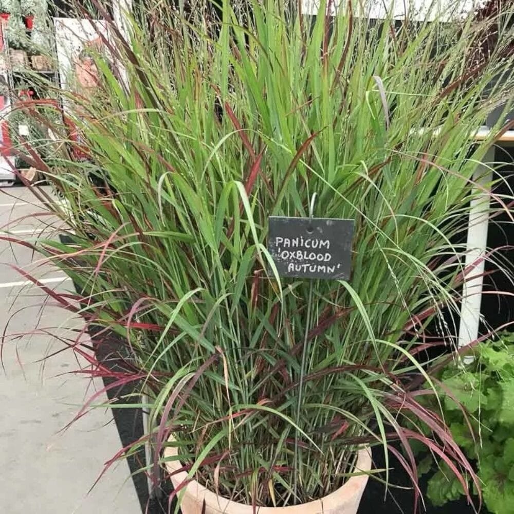 Panicum virgatum 'Oxblood Autumn'