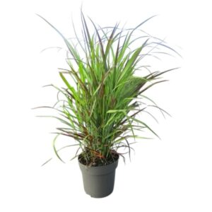 Panicum virgatum 'Oxblood Autumn'