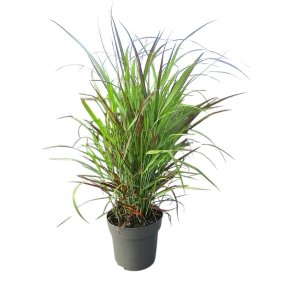 Panicum virgatum 'Oxblood Autumn'