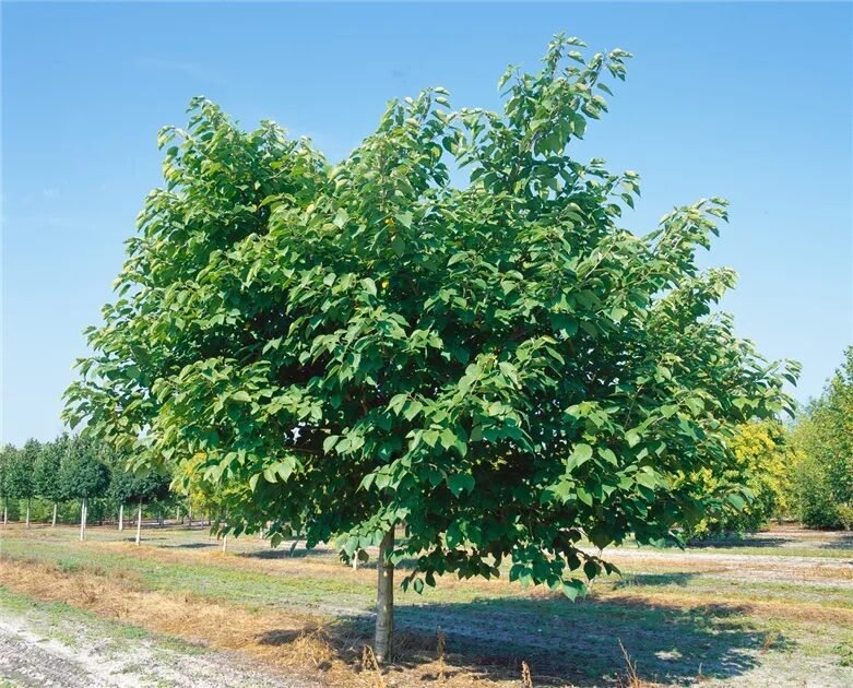 Papíreperfa (Broussonetia papyrifera)