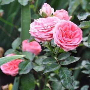 Parkrózsa (Rosa 'Kimono')