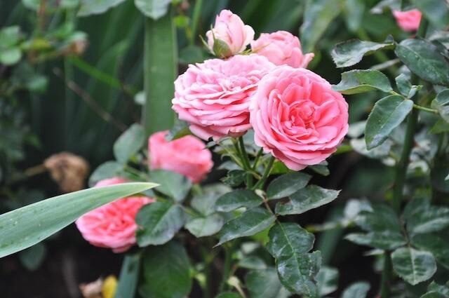 Parkrózsa (Rosa 'Kimono')