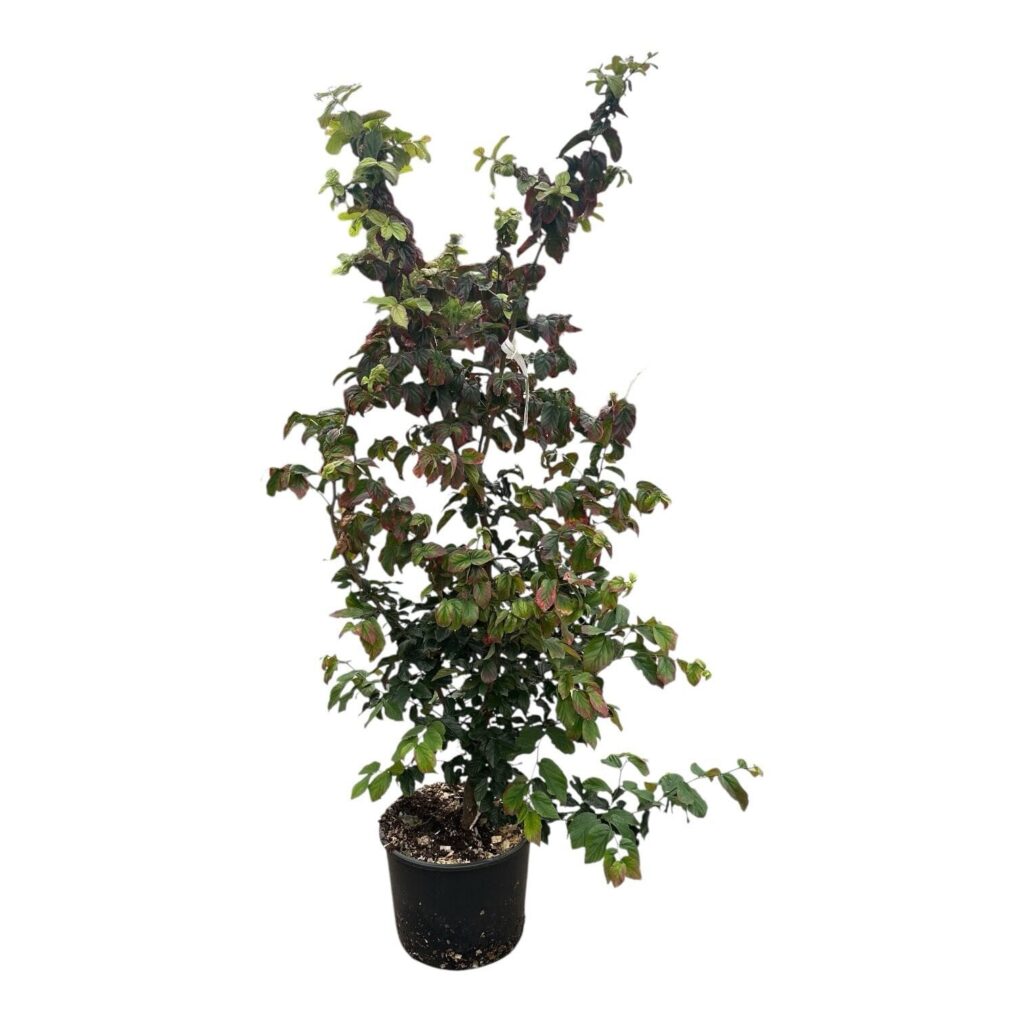 Parrotia persica 'Bella'