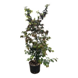 Parrotia persica 'Bella'