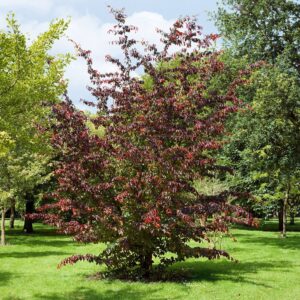 Parrotia persica 'Bella'