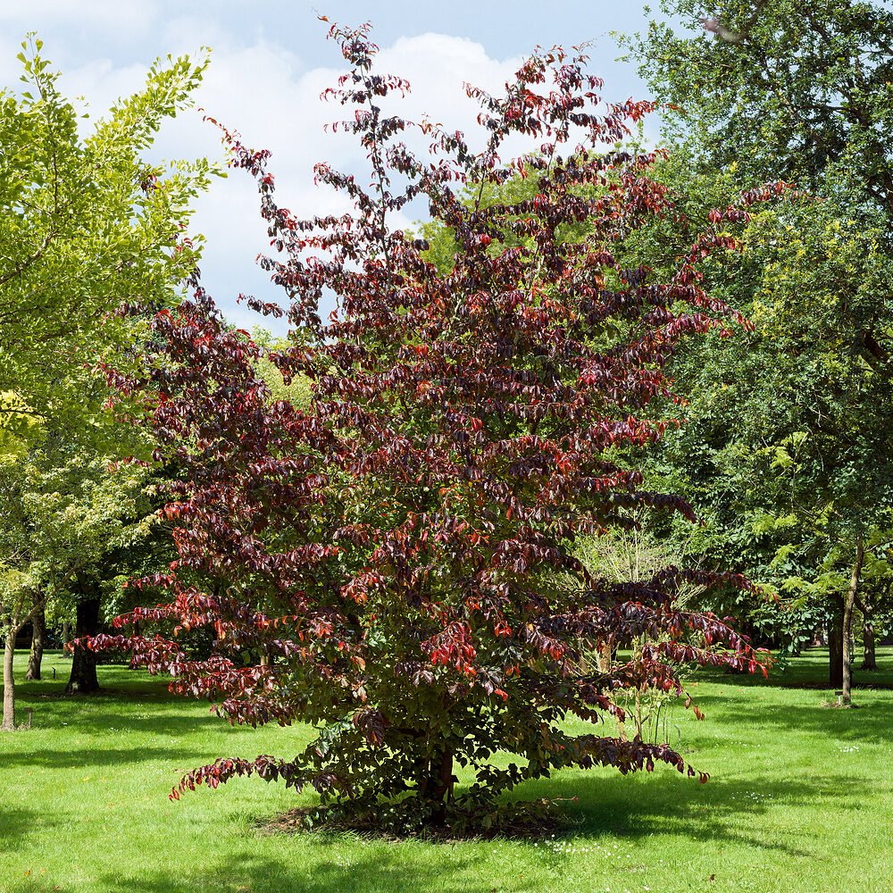 Parrotia persica 'Bella'