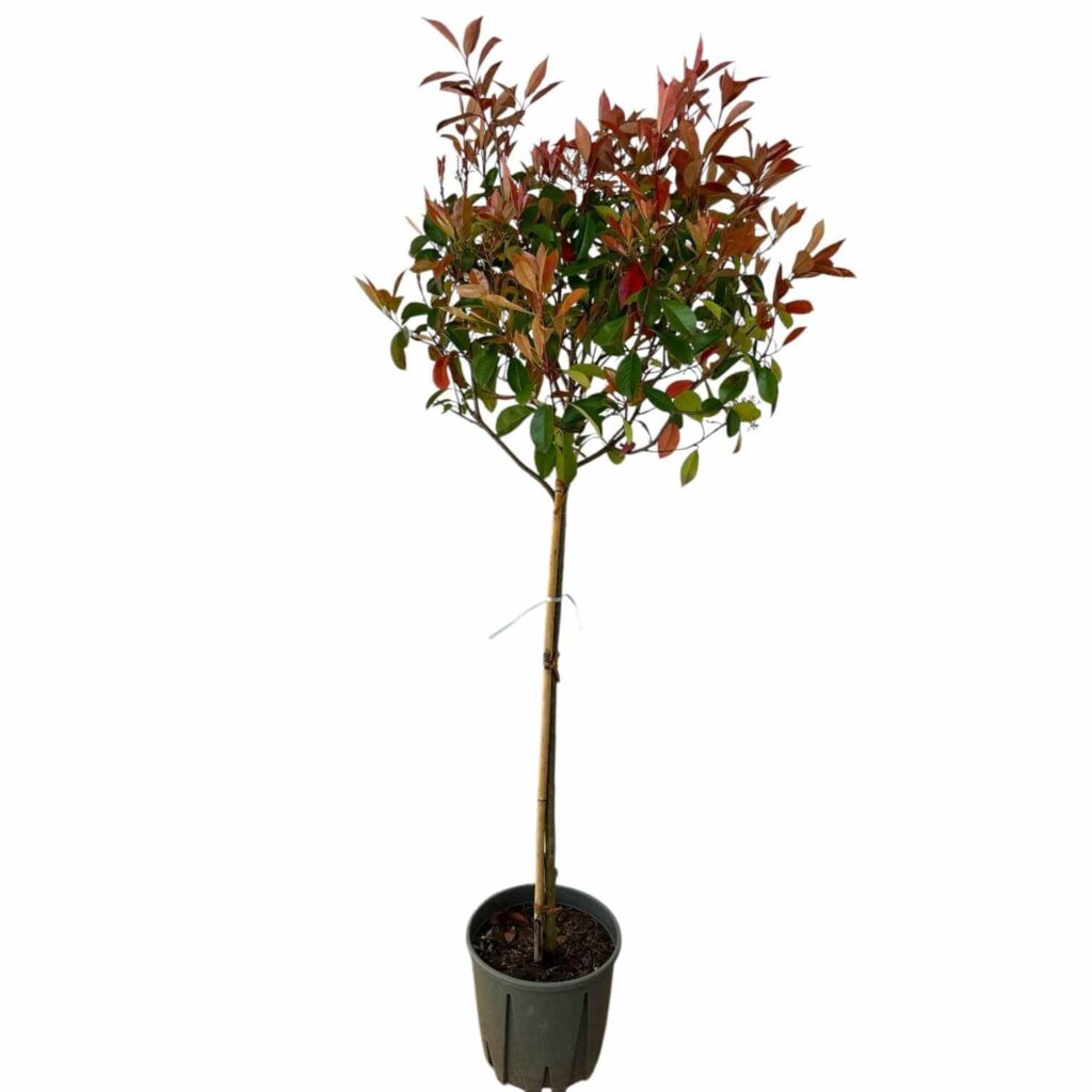 Photinia serrulata 'Red Robin'