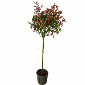 Photinia serrulata 'Red Robin'