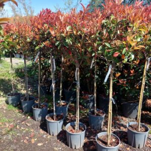 Photinia serrulata 'Red Robin'