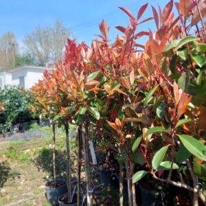 Photinia serrulata 'Red Robin'