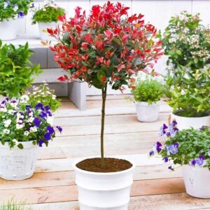 Photinia serrulata 'Red Robin'