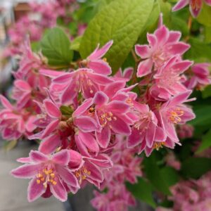 Piros gyöngyvirágcserje (Deutzia 'Tourbillon Rouge')