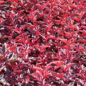 Piros levelű hólyagvessző (Physocarpus opulifolius 'Schuch')