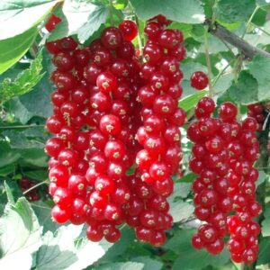 Piros ribizli (Ribes rubrum 'Jonkheer van Tets')