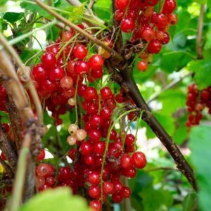 Piros ribizli (Ribes rubrum 'Rovada')