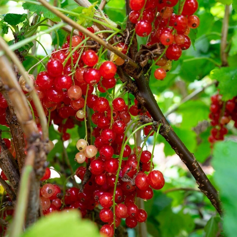 Piros ribizli (Ribes rubrum 'Rovada')