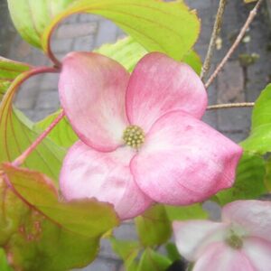 Piros virágú japán som (Cornus kousa 'Heart Throb')