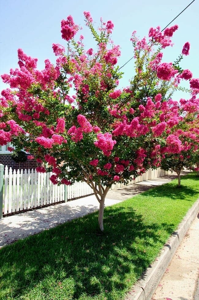 Piros virágú kínai selyemmirtusz (Lagerstroemia indica 'Tonto')