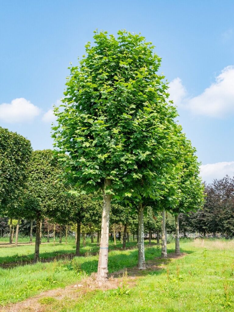 Platán (Platanus hispanica)