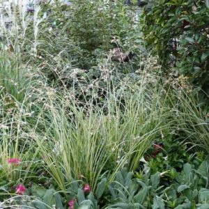 Pókliliom (Anthericum chlorophytum 'Starlight')