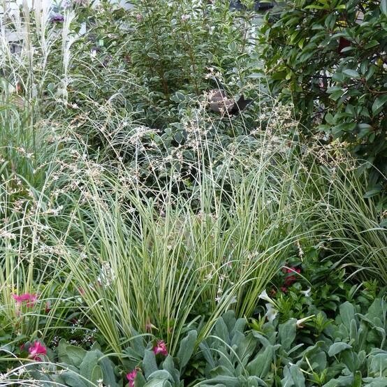 Pókliliom (Anthericum chlorophytum 'Starlight')