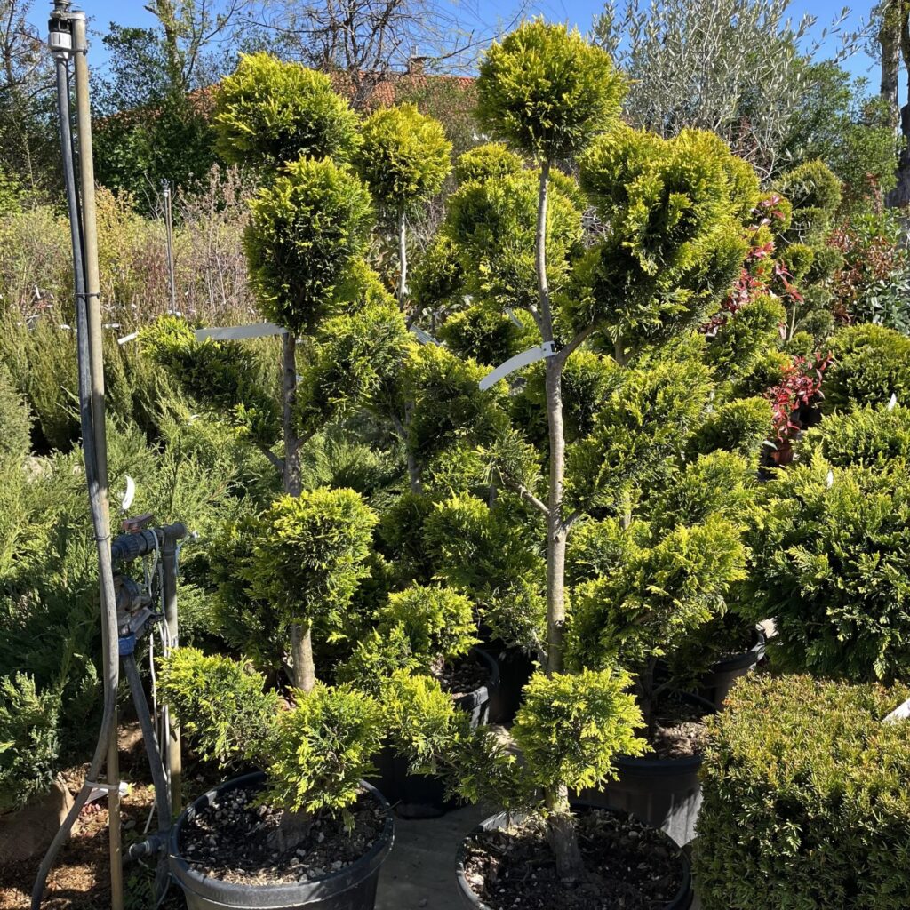 Pom-pon arany leylandi ciprus (Cupressocyparis leylandii 'Gold Rider')