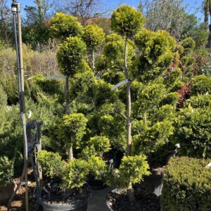 Pom-pon arany leylandi ciprus (Cupressocyparis leylandii 'Gold Rider')