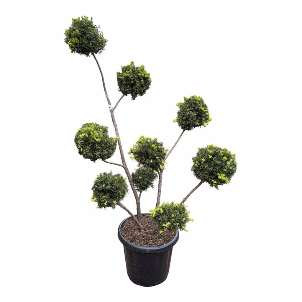 Pom-pon formájú japán magyal (Ilex crenata 'Hetzii')