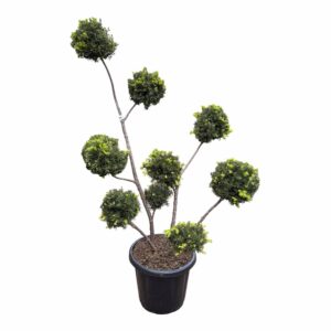 Pom-pon formájú japán magyal (Ilex crenata 'Hetzii')