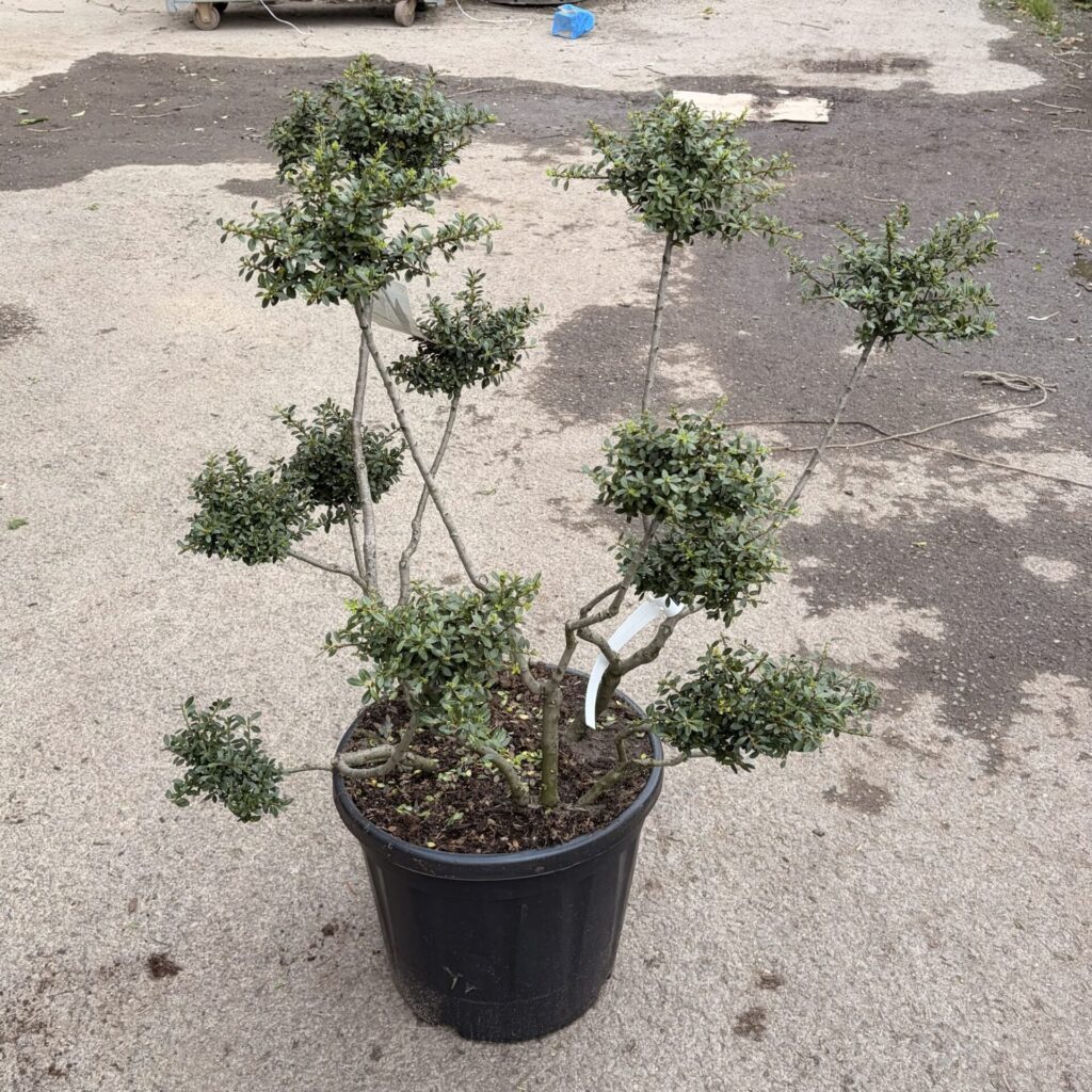 Pom-pon formájú japán magyal (Ilex crenata 'Stokes')