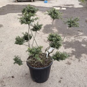 Pom-pon formájú japán magyal (Ilex crenata 'Stokes')