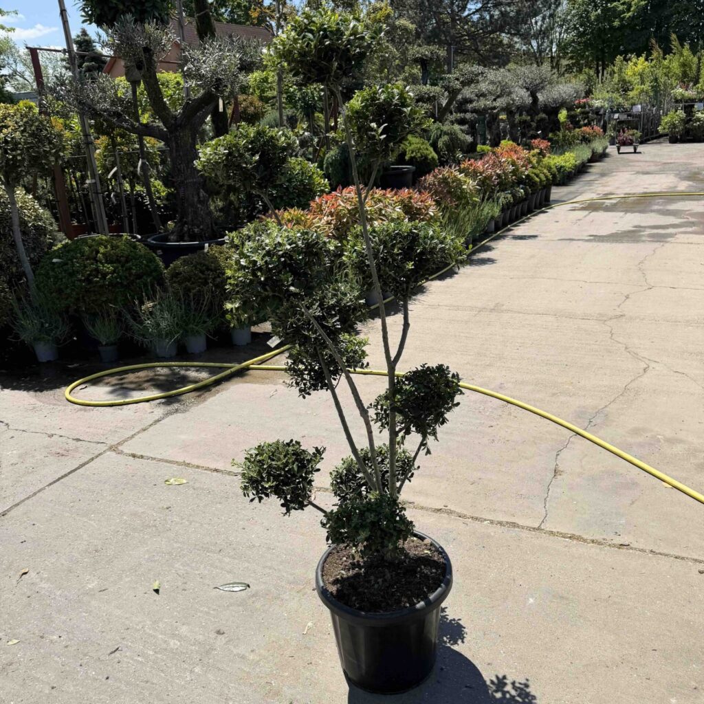 Pom-pon formájú japán magyal (Ilex maximowicziana 'Kanehirae')