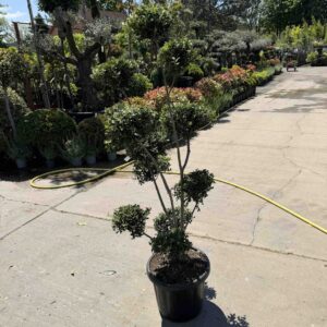 Pom-pon formájú japán magyal (Ilex maximowicziana 'Kanehirae')