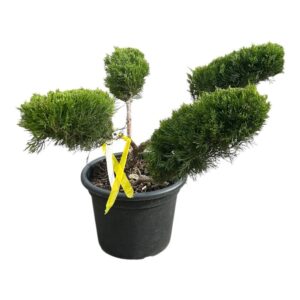Pom-pon zöld terülő boróka (Juniperus media 'Mint Julep')