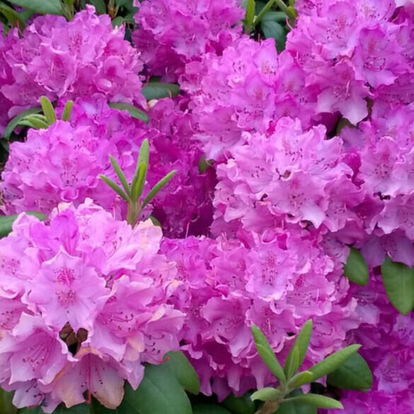 Pontuszi havasszépe (Rhododendron ponticum 'Roseum')