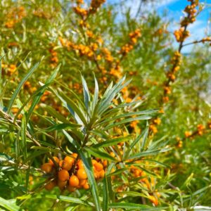 Porzós homoktövis (Hippophae rhamnoides 'Polmix')