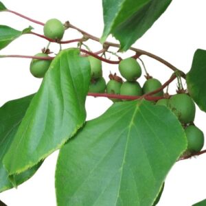 Porzós kopasz kivi (Actinidia arguta 'Weiki')