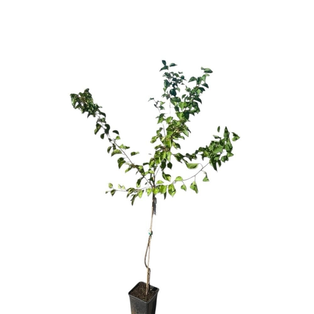 Prunus armeniaca 'Ceglédi Óriás'