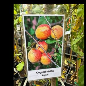 Prunus armeniaca 'Ceglédi Óriás'