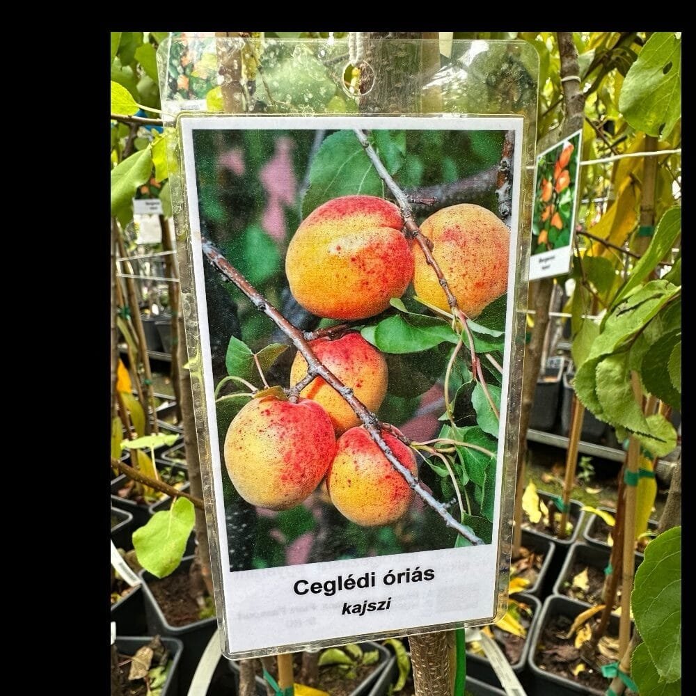 Prunus armeniaca 'Ceglédi Óriás'