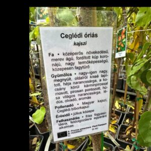Prunus armeniaca 'Ceglédi Óriás'