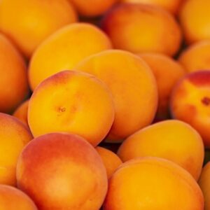 Prunus armeniaca 'Ceglédi Óriás'