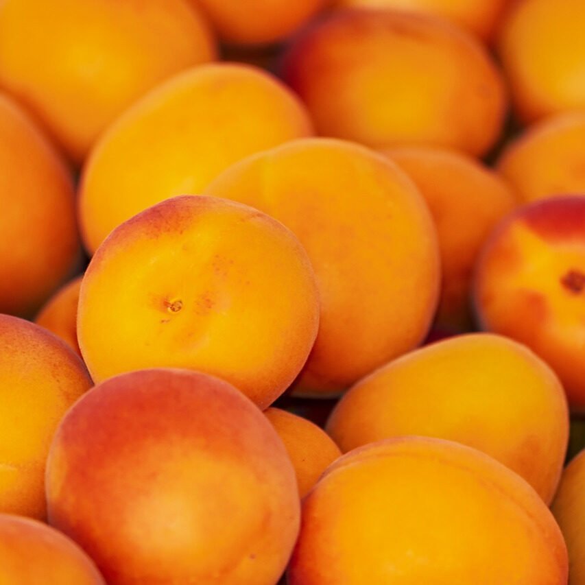 Prunus armeniaca 'Ceglédi Óriás'