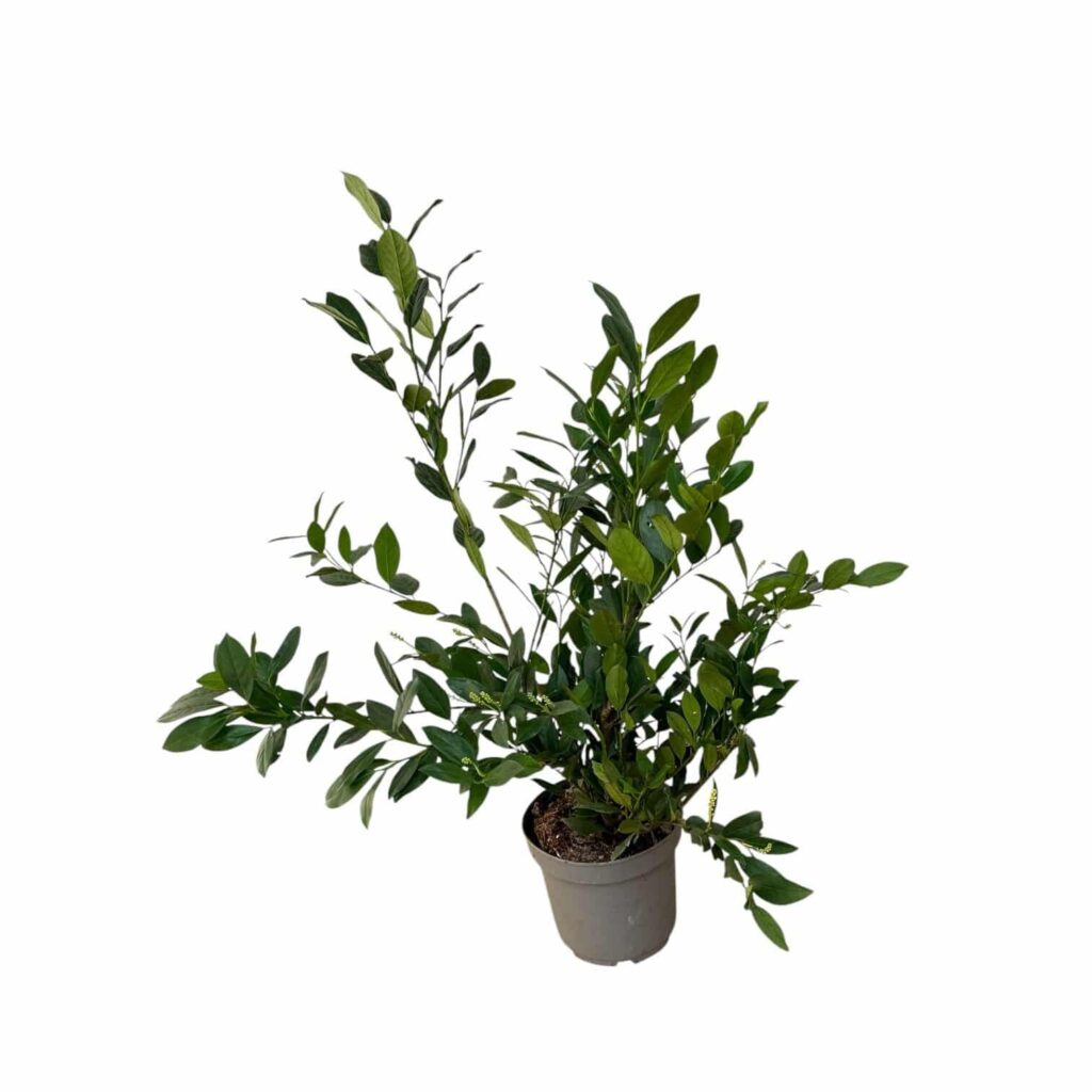 Prunus laurocerasus 'Mano'